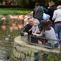 feeding the duck with grandpa5